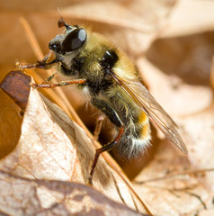 Criorhina verbosa