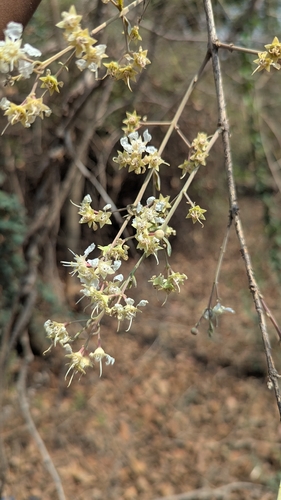 Lagerstroemia parviflora, photograph 3