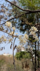 Lagerstroemia parviflora, photograph (c) Ravuri Krishna Chaitanya, some rights reserved (CC BY)