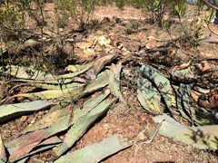 Agave durangensis