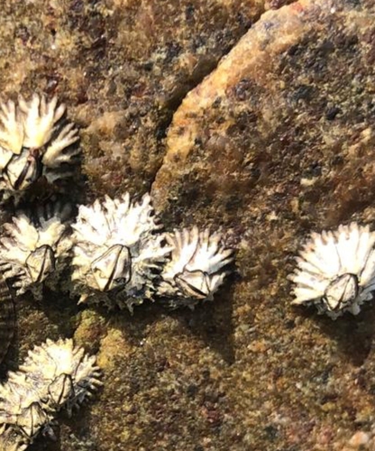 Chthamalus malayensis observed 2026-05-16
