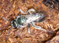 Lasioglossum coeruleum