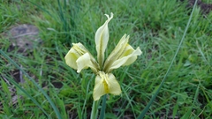 Iris grant-duffii