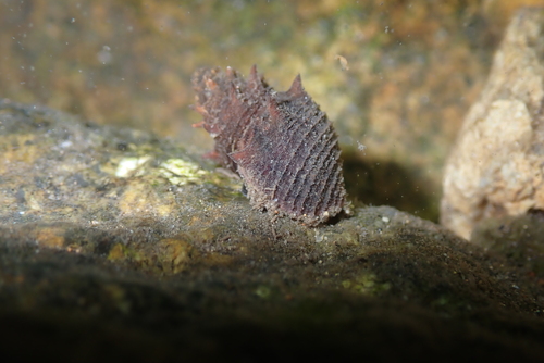 Mieniplotia scabra observed 2026-05-14