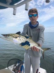 Scomberomorus maculatus