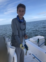 Scomberomorus maculatus