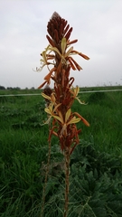 Asphodeline lutea