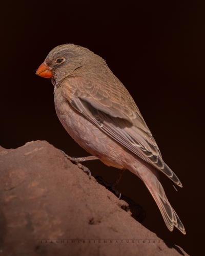 Trumpeter Finch