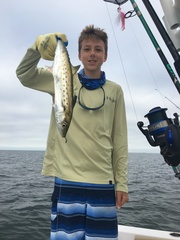 Scomberomorus maculatus