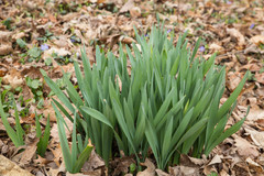 Narcissus pseudonarcissus