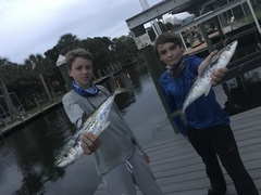 Scomberomorus maculatus