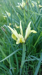 Iris grant-duffii