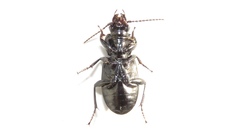 Pterostichus corvinus