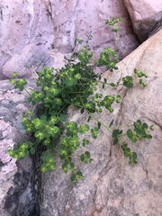 Euphorbia schizoloba