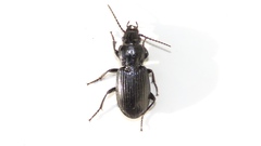 Pterostichus corvinus