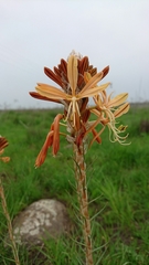 Asphodeline lutea
