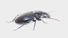 Pterostichus corvinus