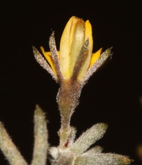 Aspalathus digitifolia