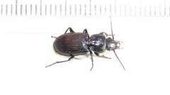 Pterostichus corvinus