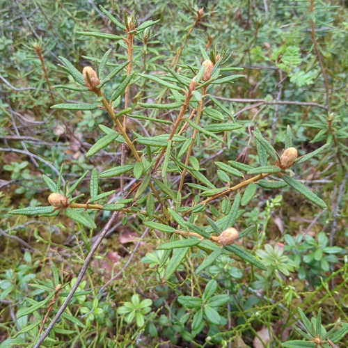 marsh Labrador tea