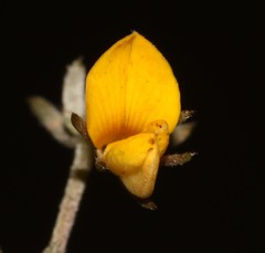 Aspalathus digitifolia