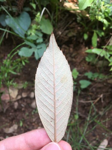 Quercus gilva iNat (1)