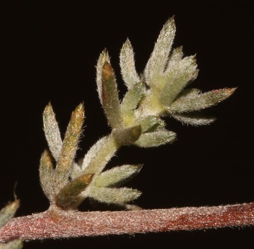 Image of Aspalathus digitifolia by (c) Brian du Preez, some rights reserved (CC BY-SA)
