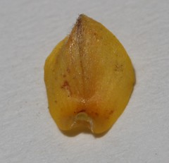 Aspalathus digitifolia