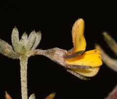 Aspalathus digitifolia