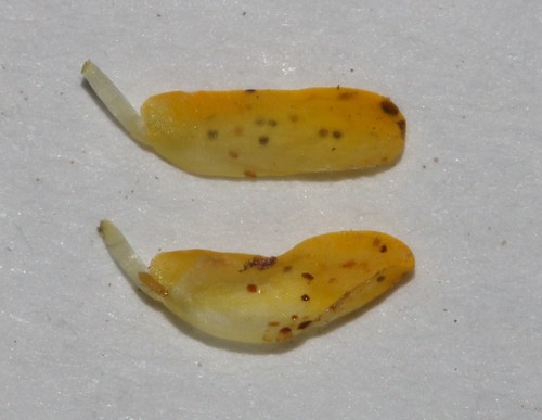 Image of Aspalathus digitifolia by (c) Brian du Preez, some rights reserved (CC BY-SA)