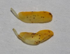 Aspalathus digitifolia