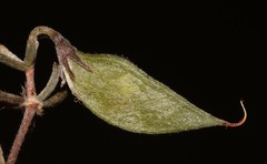 Aspalathus digitifolia