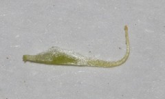 Aspalathus digitifolia