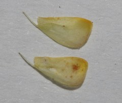 Aspalathus digitifolia