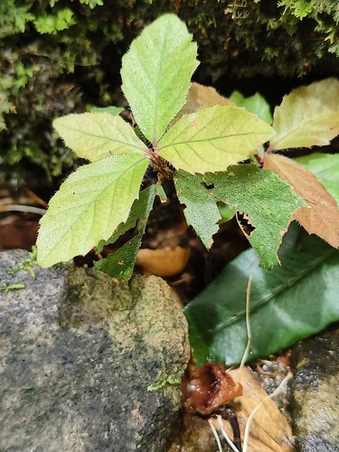 Ardisia pusilla observed 2026-05-16