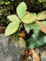 Ardisia pusilla