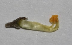 Aspalathus digitifolia