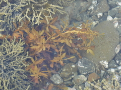 Carpophyllum flexuosum