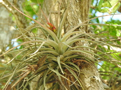 Tillandsia concolor