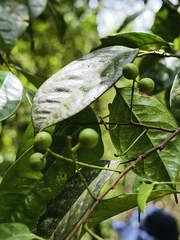 (c) Yinling Chen, some rights reserved (CC BY) Prunus phaeosticta, photograph (c) Yinling Chen, some rights reserved (CC BY)
