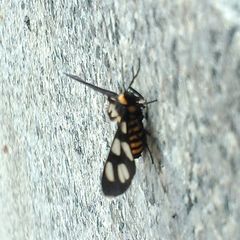 Amata