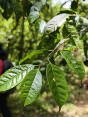 (c) Yinling Chen, some rights reserved (CC BY) Prunus phaeosticta, photograph (c) Yinling Chen, some rights reserved (CC BY)