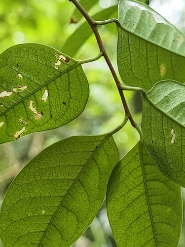 Prunus phaeosticta, photograph 6