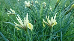 Iris grant-duffii