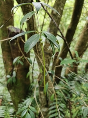 Aeschynanthus acuminatus, photograph (c) Yinling Chen, some rights reserved (CC BY)
