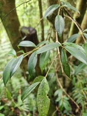 Aeschynanthus acuminatus, photograph (c) Yinling Chen, some rights reserved (CC BY)