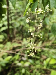 (c) Yinling Chen, some rights reserved (CC BY) Tripterygium wilfordii, photograph (c) Yinling Chen, some rights reserved (CC BY)