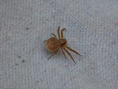 Xysticus californicus