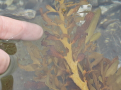 Carpophyllum flexuosum