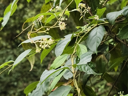 Tripterygium wilfordii